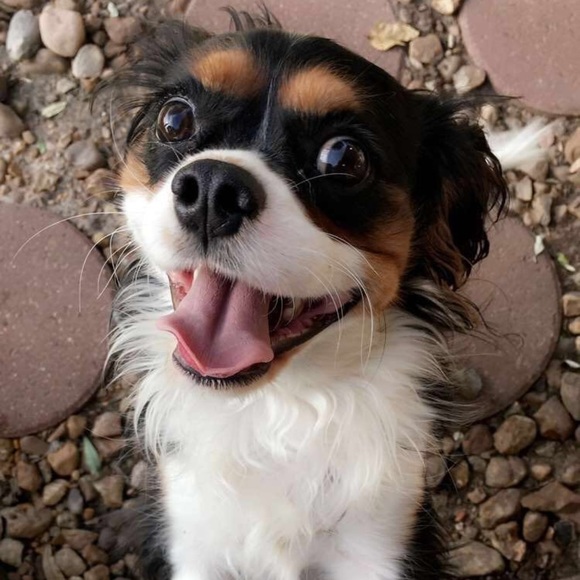 Meet your Posher, Cindy - Picture 2 of 10